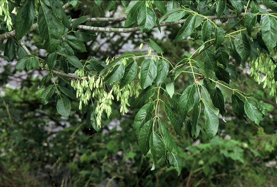 {Fraxinus americana}